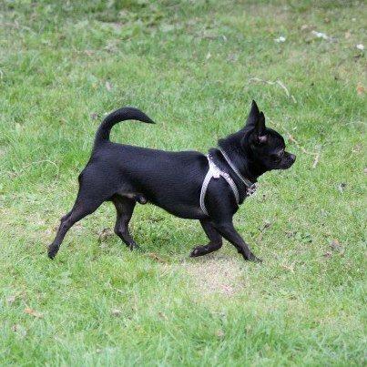 Chihuahua BARON NEMO billede 1