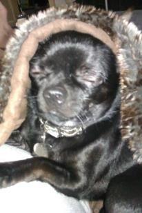 Chihuahua BARON NEMO billede 3