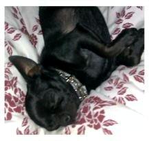 Chihuahua BARON NEMO billede 4