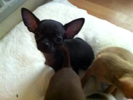 Chihuahua BARON NEMO billede 5