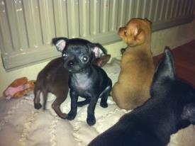 Chihuahua BARON NEMO billede 6