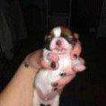 Chihuahua Timber billede 3