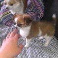 Chihuahua Timber billede 7