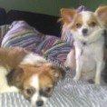 Chihuahua Timber billede 8
