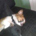 Chihuahua Timber billede 9