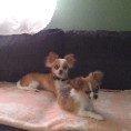 Chihuahua Timber billede 10
