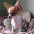 Chihuahua Timber billede 11
