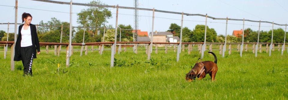 Blanding af racer Quila billede 11