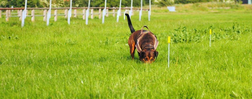 Blanding af racer Quila billede 10