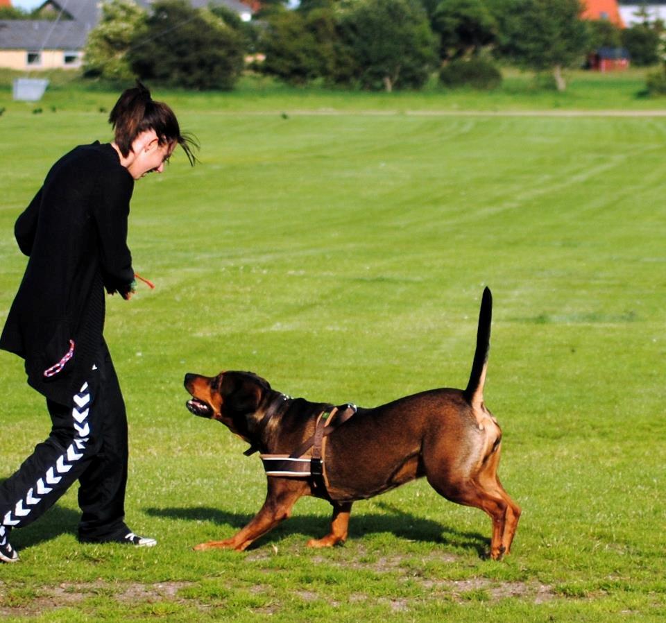 Blanding af racer Quila billede 12