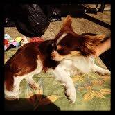 Chihuahua Luna billede 4