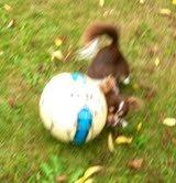 Chihuahua Luna billede 6