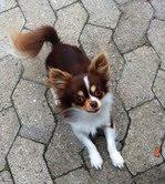 Chihuahua Luna billede 7