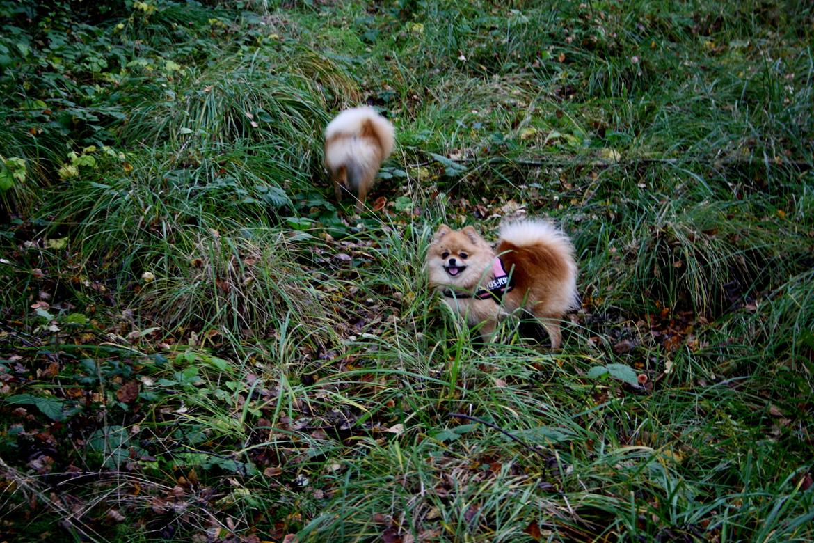 Pomeranian Molly billede 2