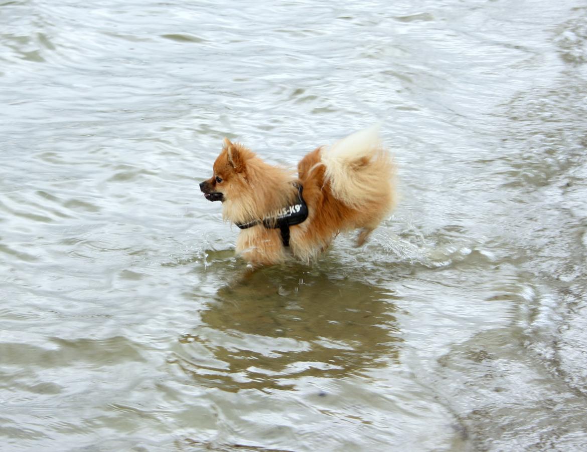 Pomeranian Zimba billede 2