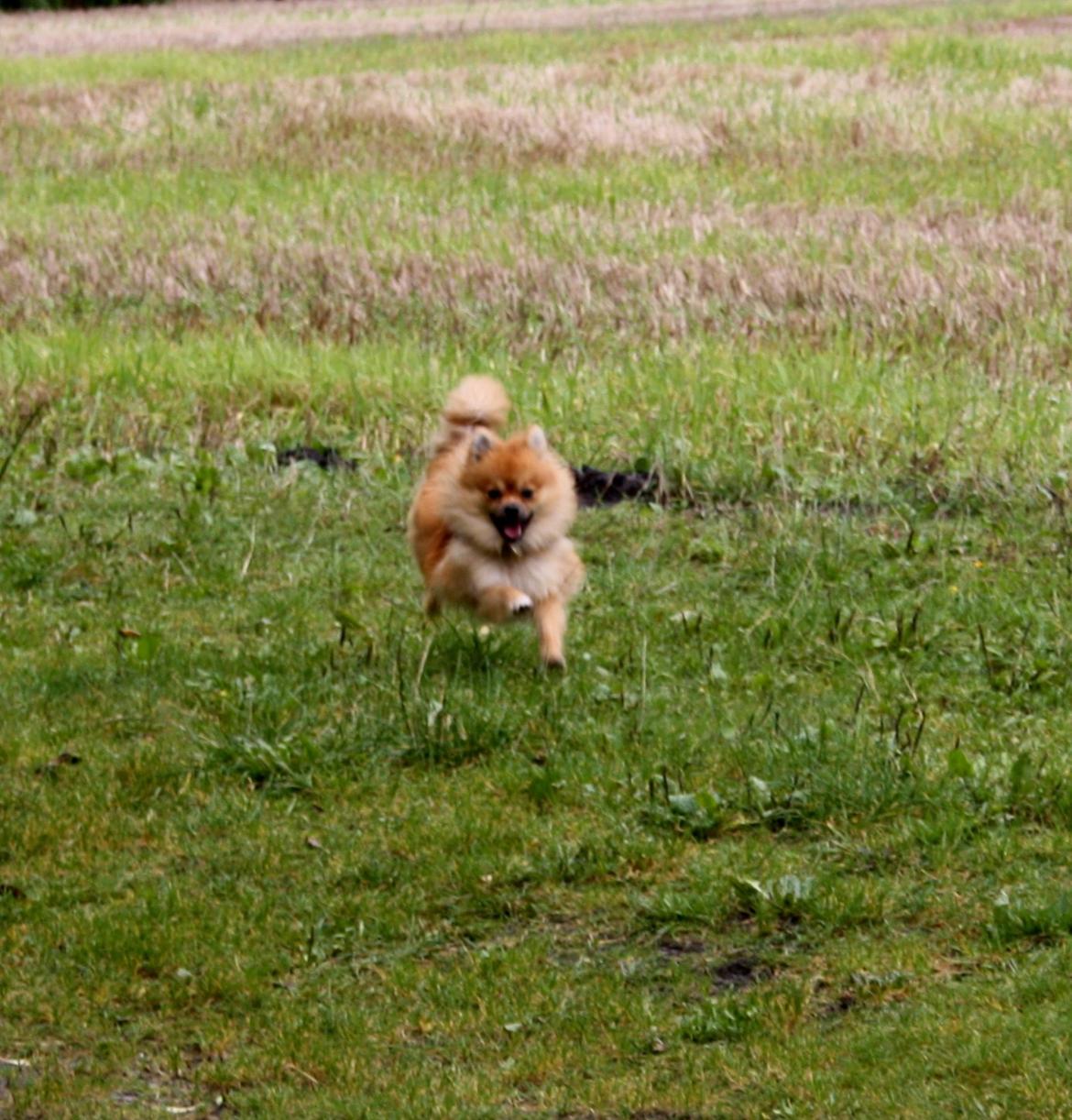 Pomeranian Zimba billede 10