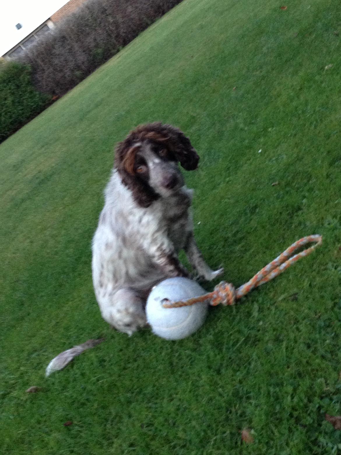 Field Trial Cockerspaniel Cairo billede 7