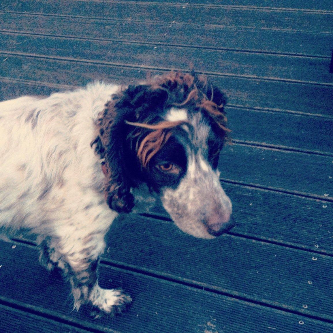 Field Trial Cockerspaniel Cairo billede 5