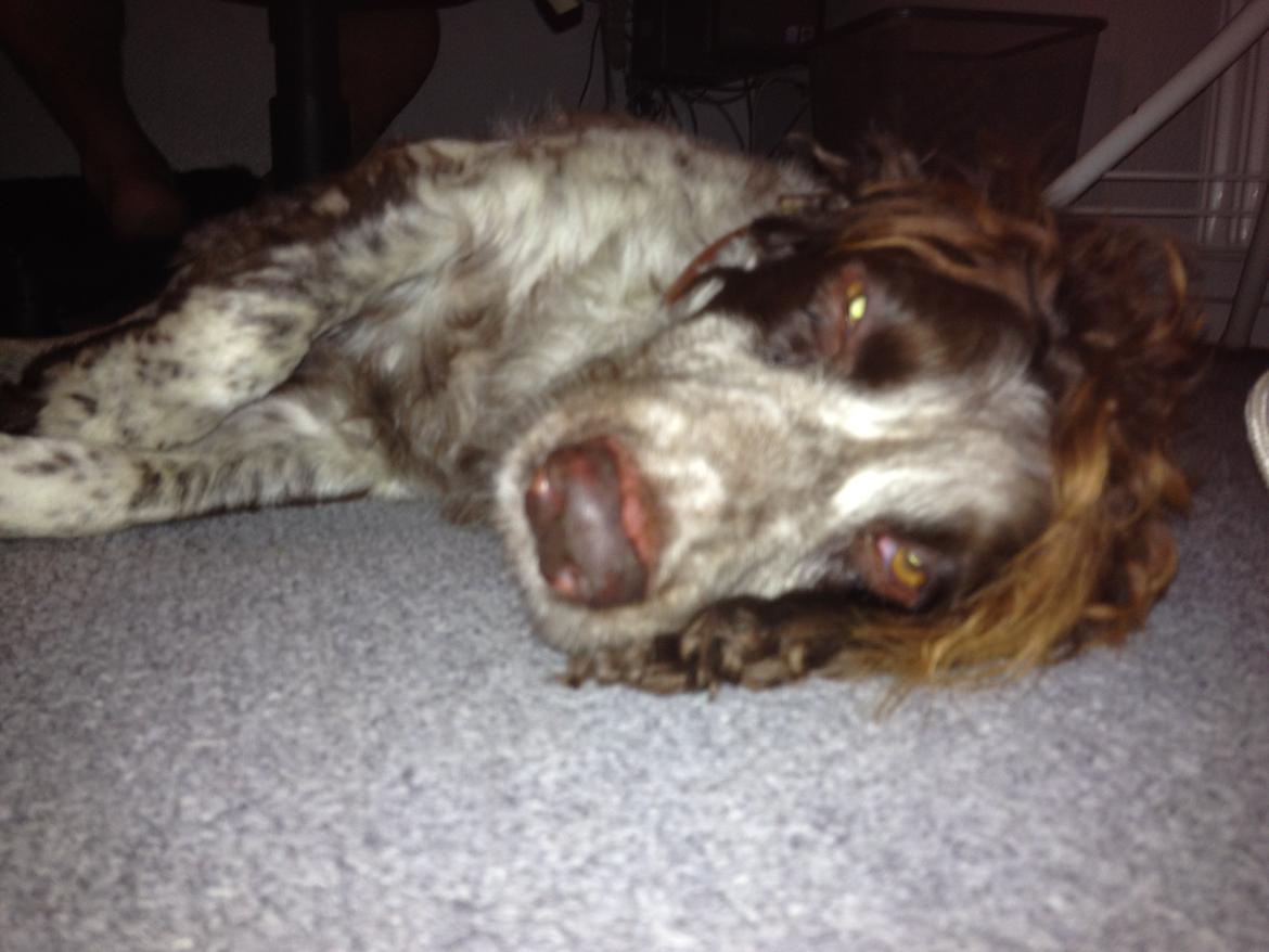 Field Trial Cockerspaniel Cairo billede 12