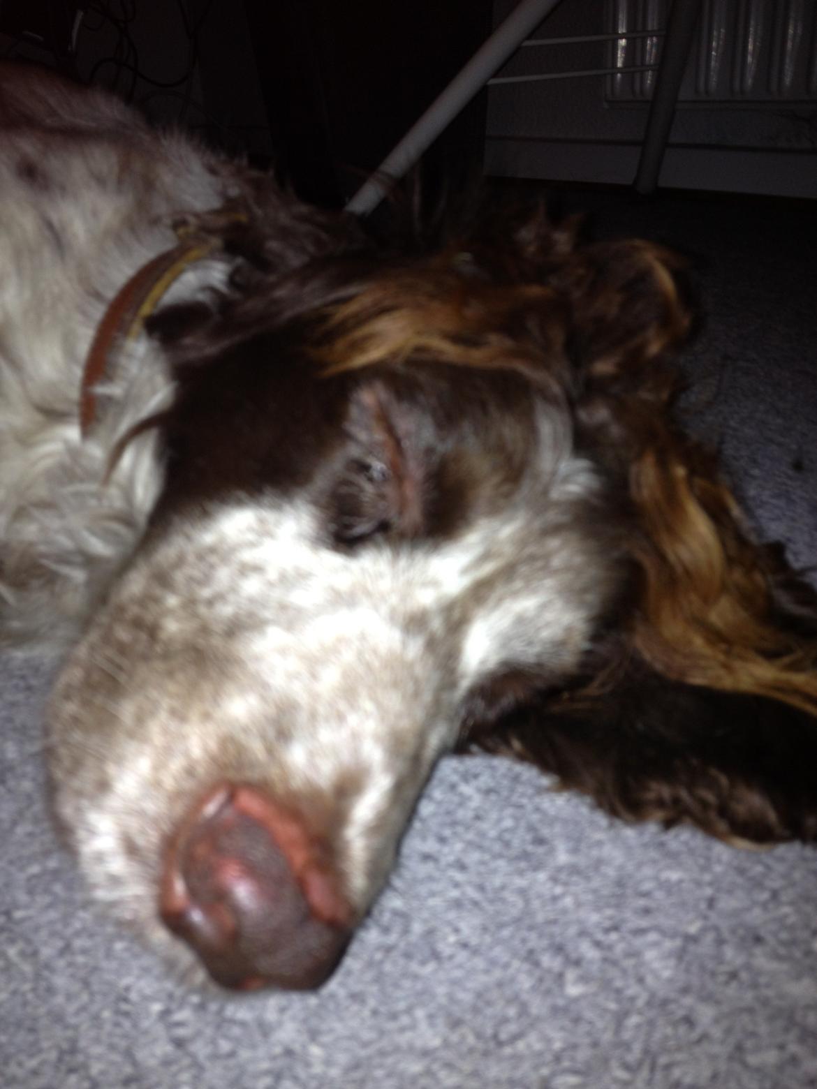 Field Trial Cockerspaniel Cairo billede 13