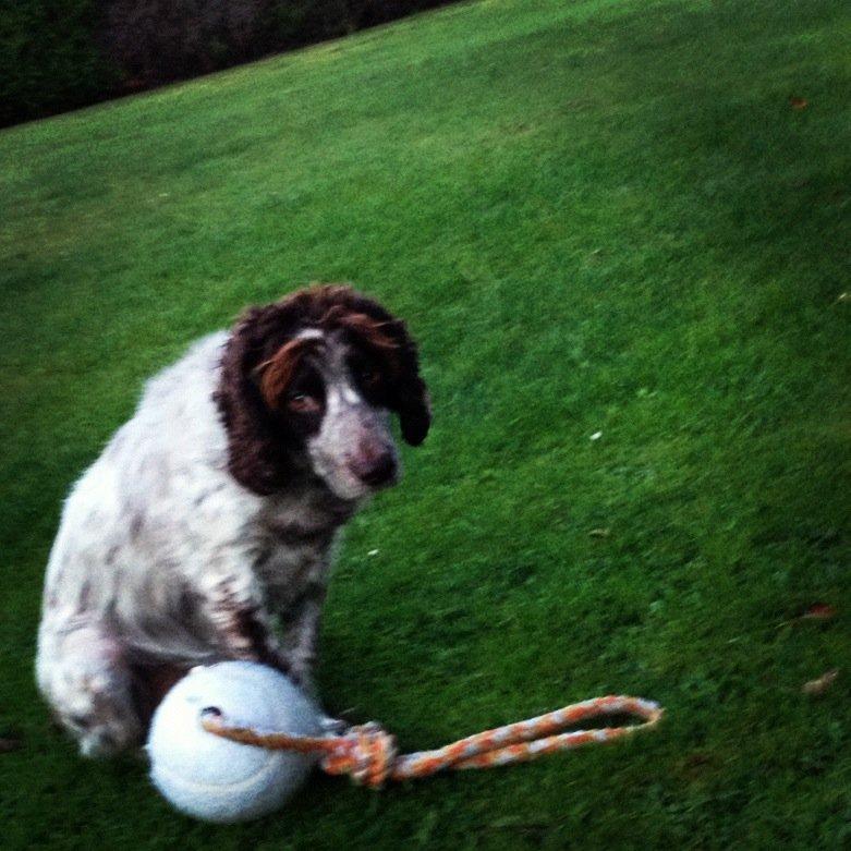 Field Trial Cockerspaniel Cairo billede 8