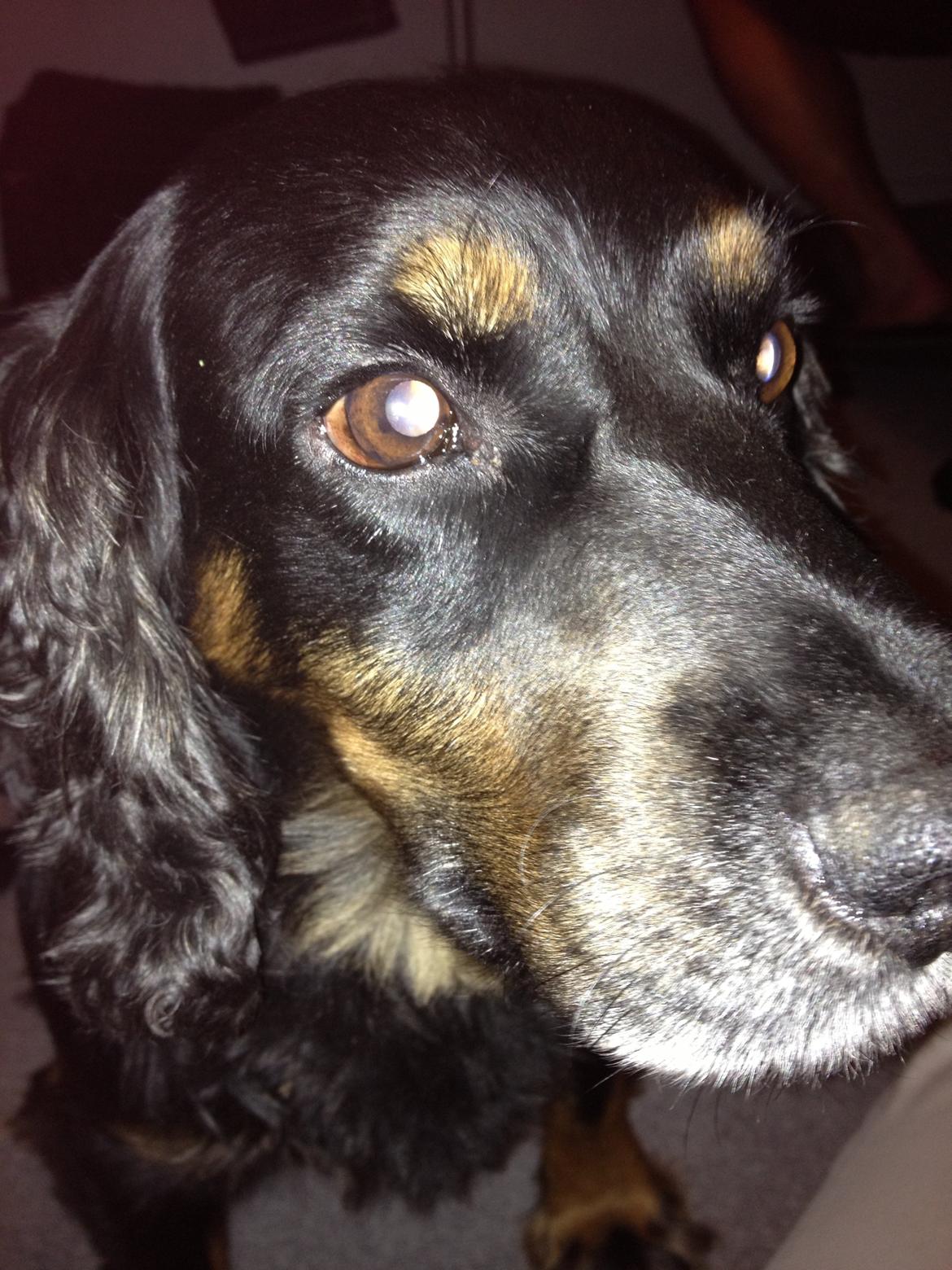 Field Trial Cockerspaniel Saxaphone Klinger billede 10