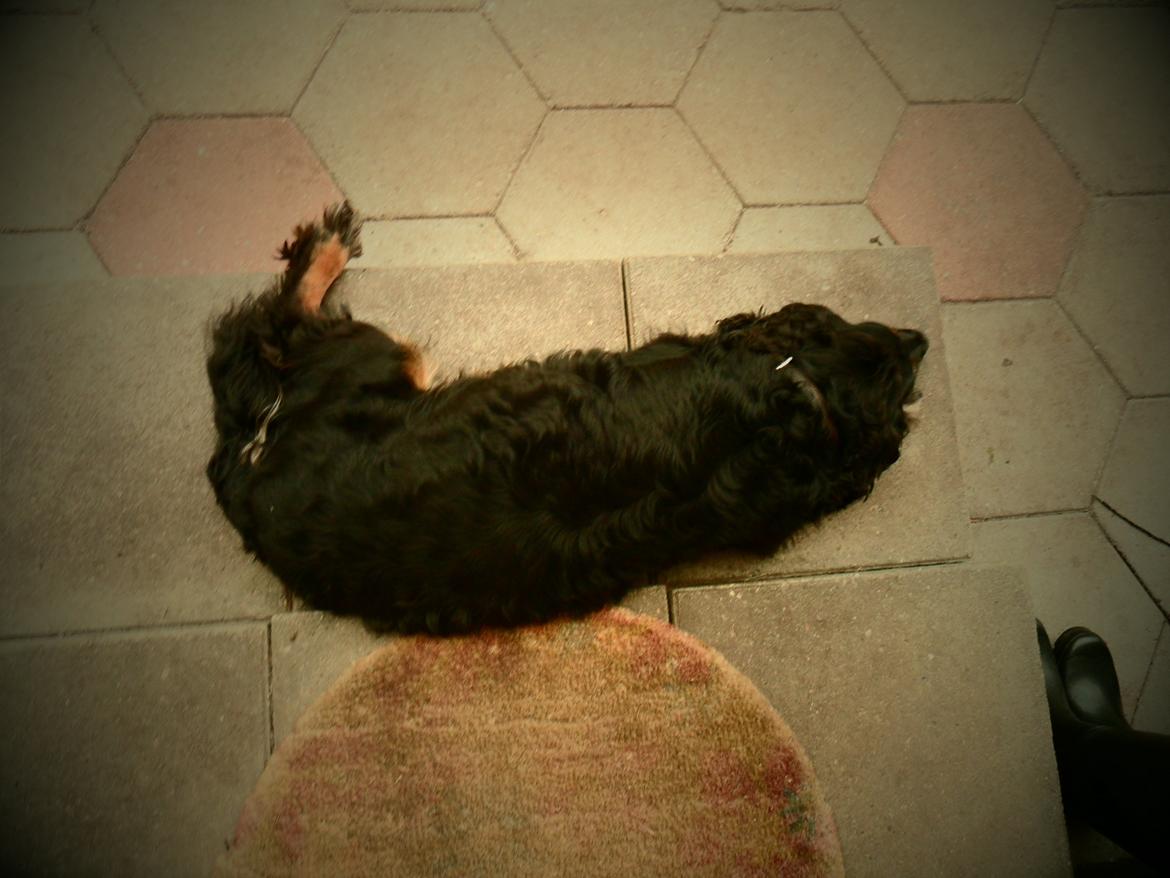 Field Trial Cockerspaniel Saxaphone Klinger billede 7