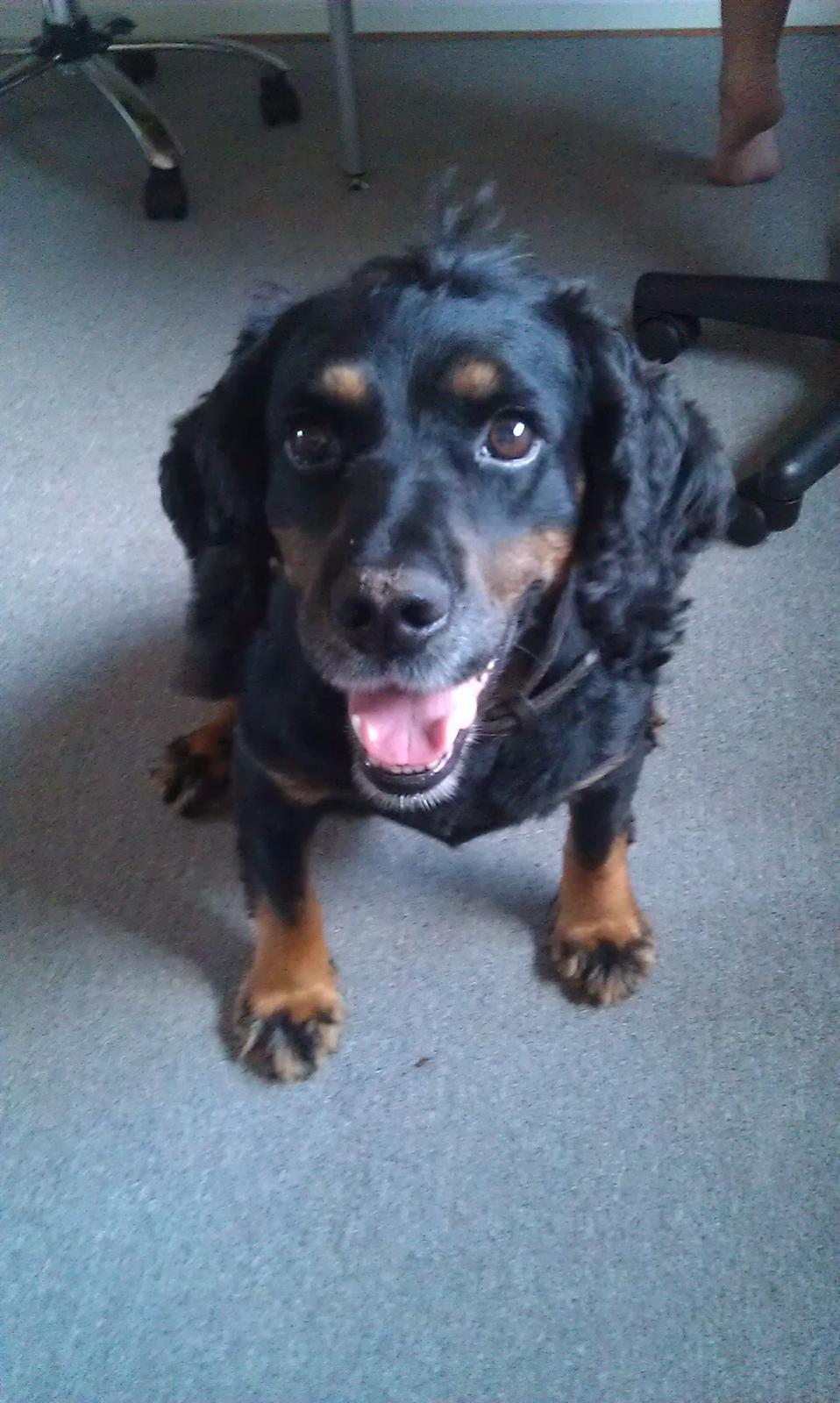 Field Trial Cockerspaniel Saxaphone Klinger billede 6