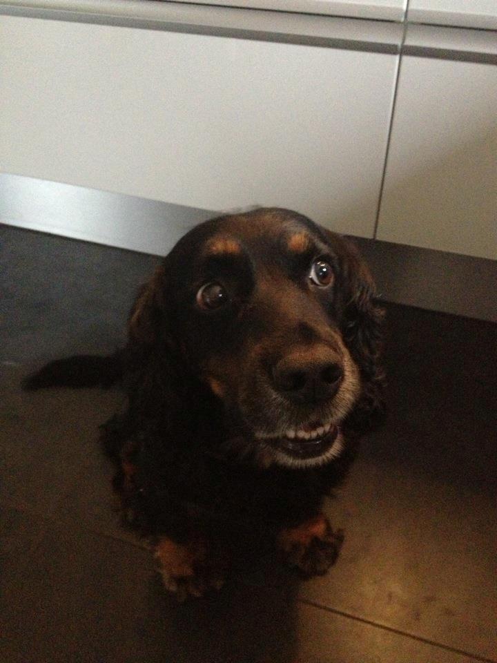 Field Trial Cockerspaniel Saxaphone Klinger billede 3