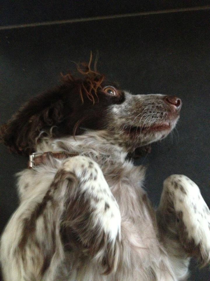 Field Trial Cockerspaniel Cairo billede 10