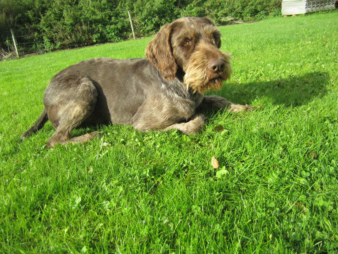 Ruhåret hønsehund Birkemosens Luchs billede 23