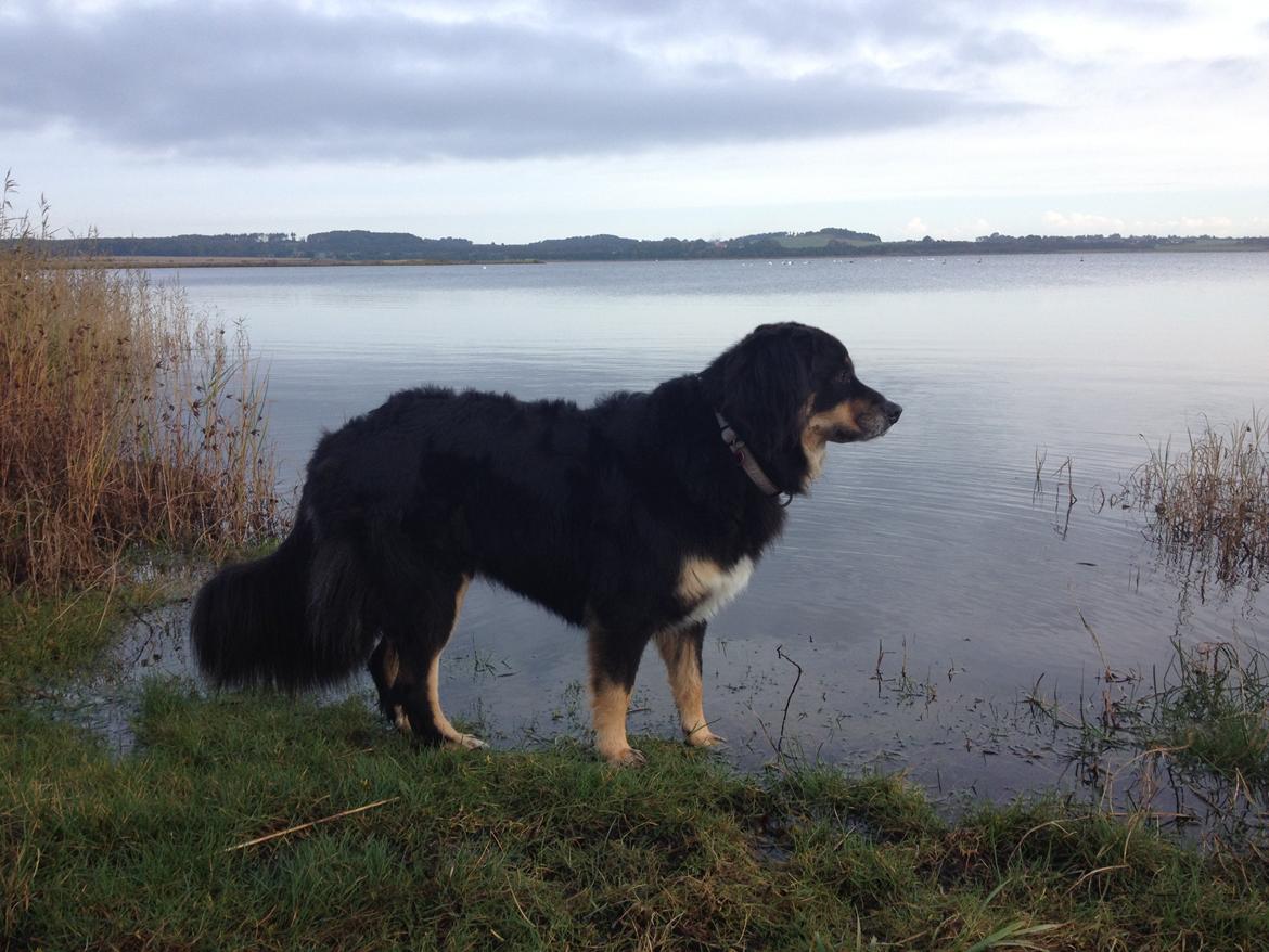 Blanding af racer sasha billede 1