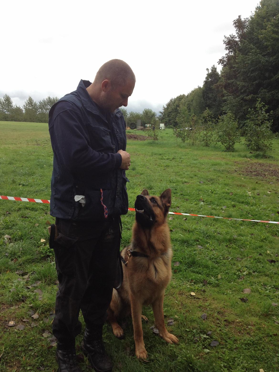 Schæferhund rino billede 20