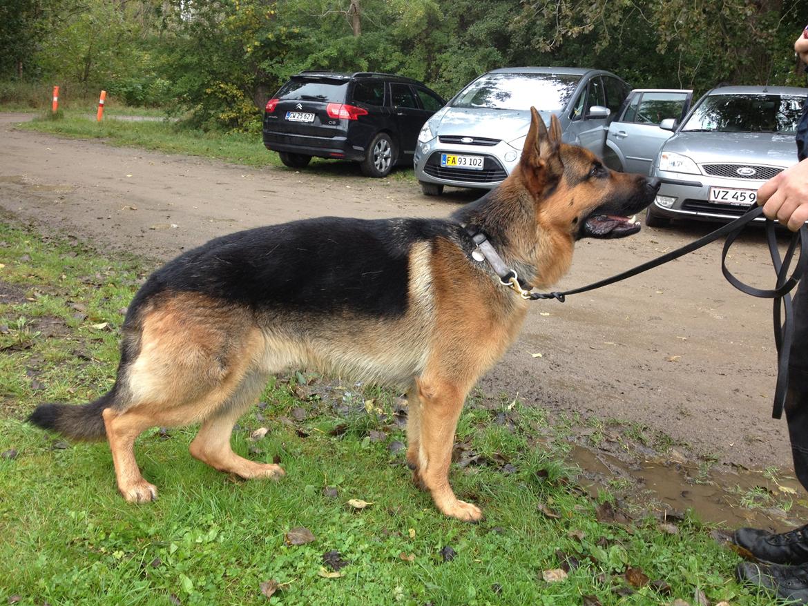 Schæferhund rino billede 3