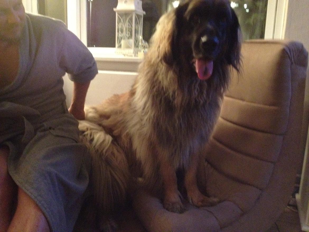 Leonberger folmer billede 1