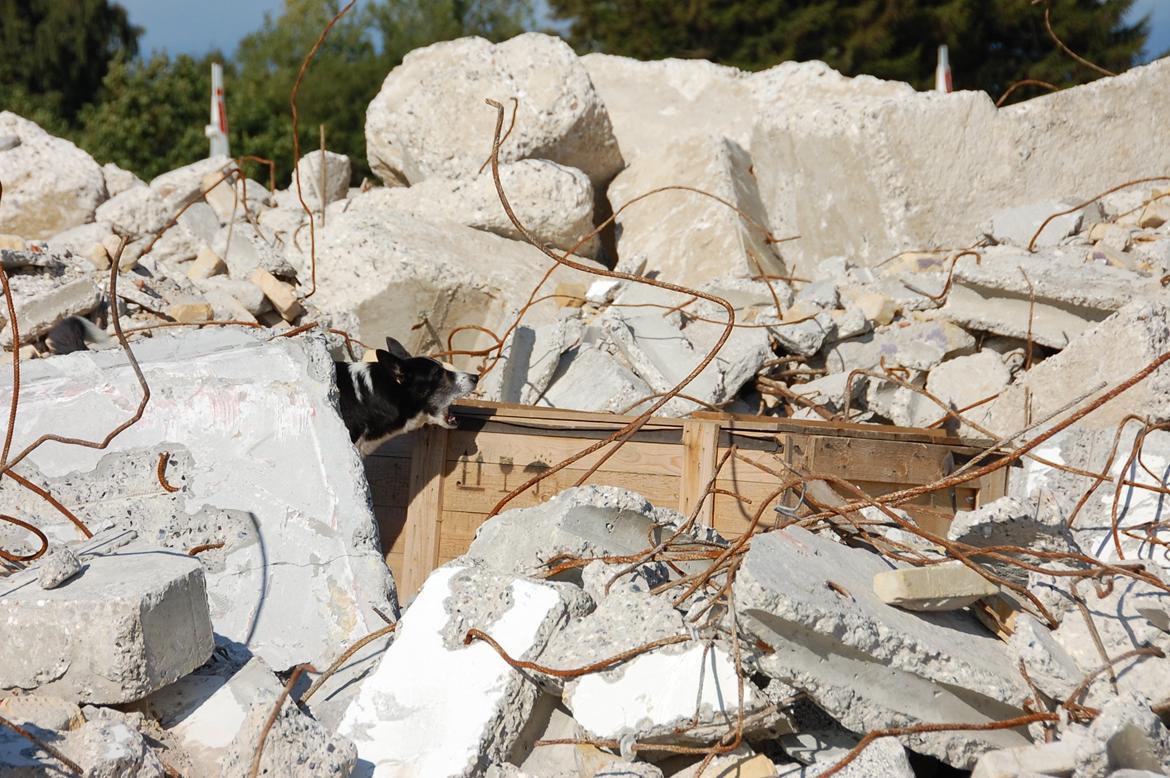 Border collie Píla - Píla til DM for Redningshunde 2012. Ruinen var i år områdemæssigt meget krævende. Den bestod af store betonbrokker og meget jern. Vi endte som nr 14 ud af 27 hunde. OK for min gamle hund <3 billede 25