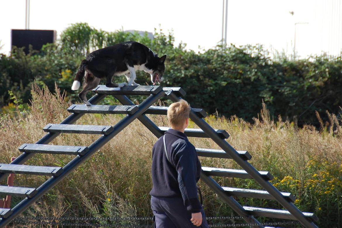 Border collie Píla - Píla til DM for Redningshunde 2012. Selvom hun er fyldt 12 år , valgte jeg at stille hende til DM. Her er hun i fin stil på tagspær på forhindringsbanen billede 24