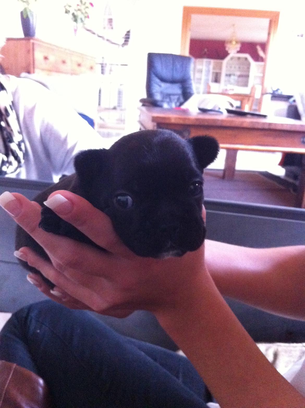 Fransk bulldog Noah - Noah 3 uger gammel. billede 1