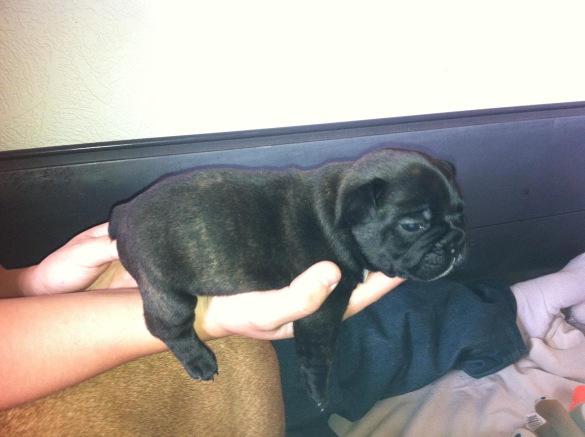 Fransk bulldog Noah - Noah 3 uger gammel. billede 2