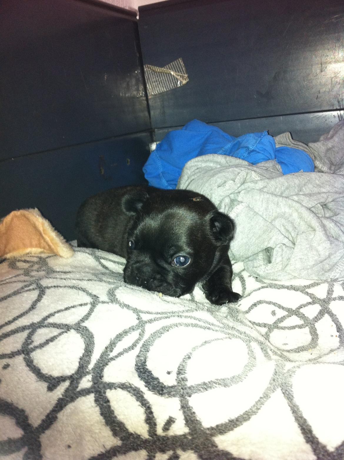 Fransk bulldog Noah - Noah 3 uger gammel. billede 3