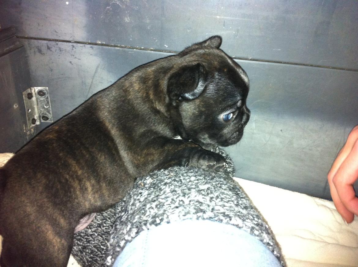 Fransk bulldog Noah - Noah 4 uger gammel. billede 4