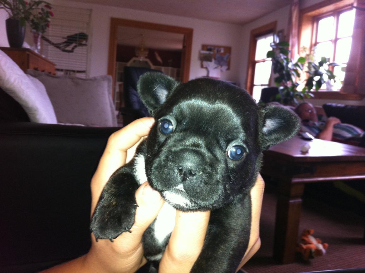 Fransk bulldog Noah - Noah 4 uger gammel. billede 5