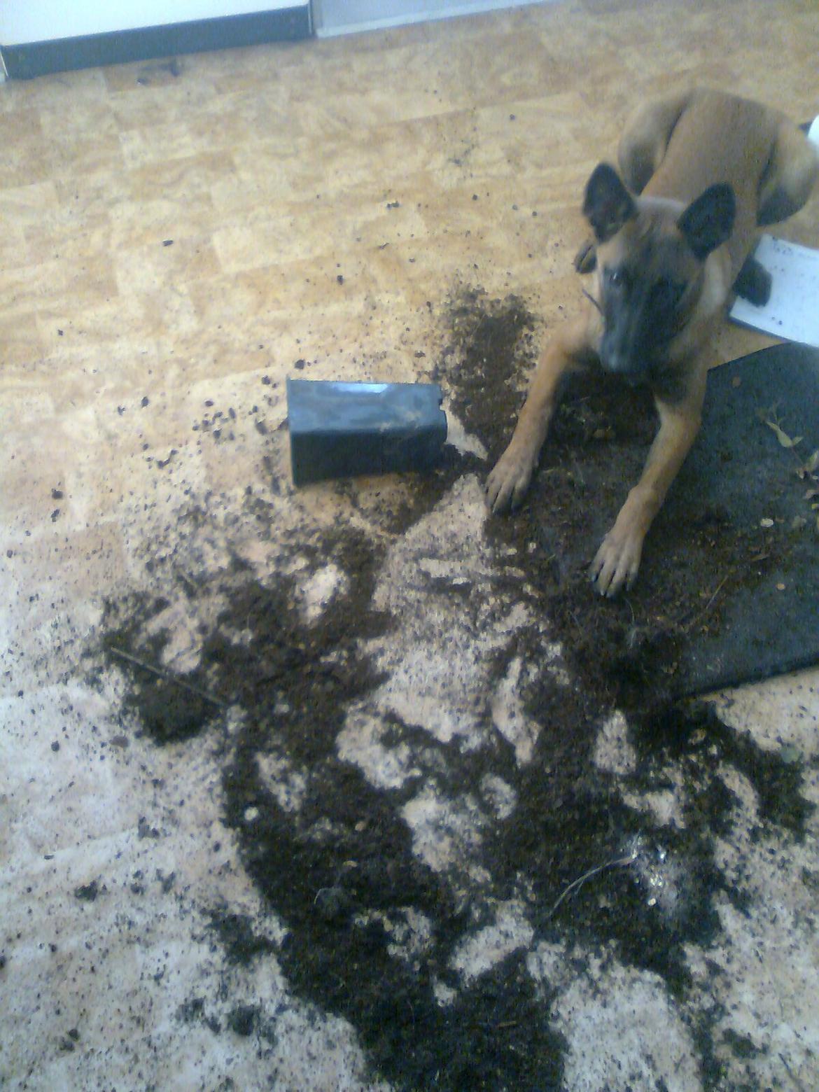 Malinois Halley vom Lobertal - Og det var vist så en smutter. Halley er meget glad for at hente ting. Her er det gået ud over posten, dørmåtten og en potte med jord. Bette kleptoman ;-) billede 14