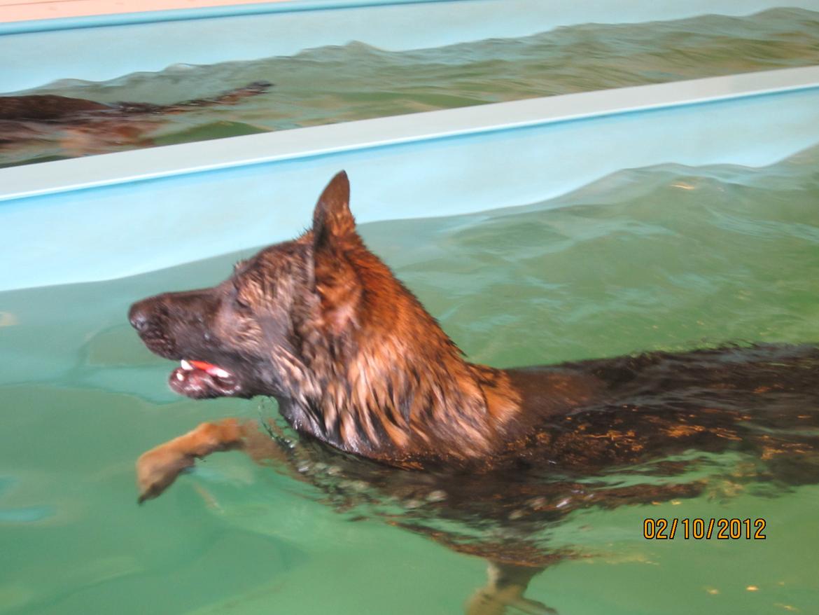 Schæferhund Kochens Jazz - Jazz elsker at svømme :-) billede 14