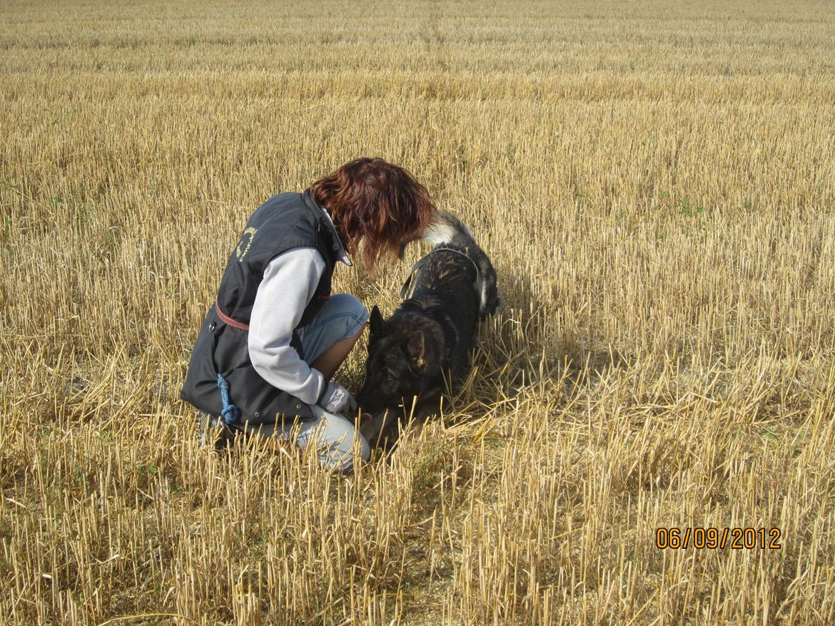 Schæferhund Kochens Jazz - Vi  øver genstand på sporet. billede 15