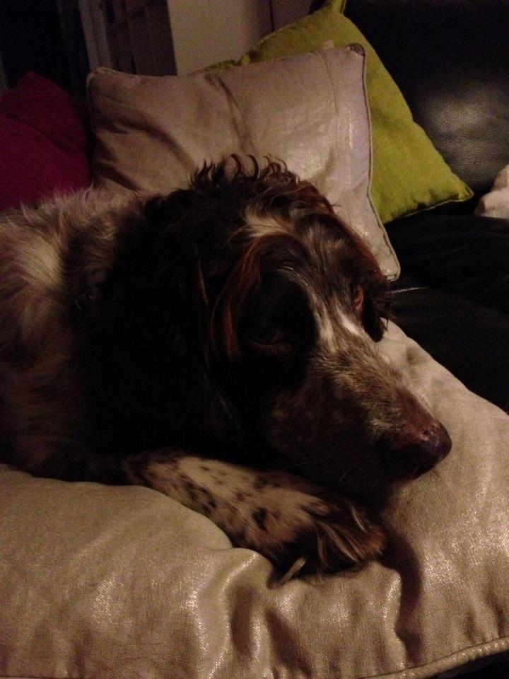 Field Trial Cockerspaniel Cairo billede 11