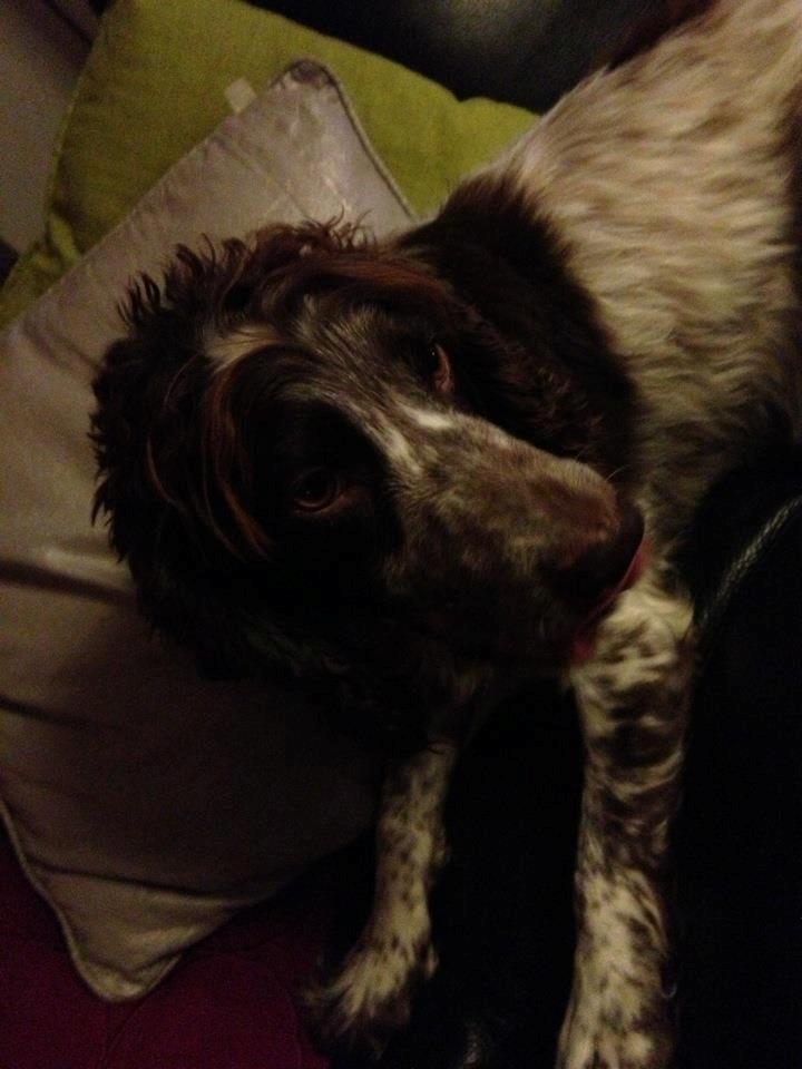 Field Trial Cockerspaniel Cairo billede 9