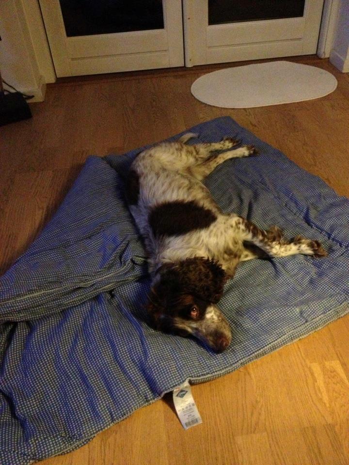 Field Trial Cockerspaniel Cairo billede 6