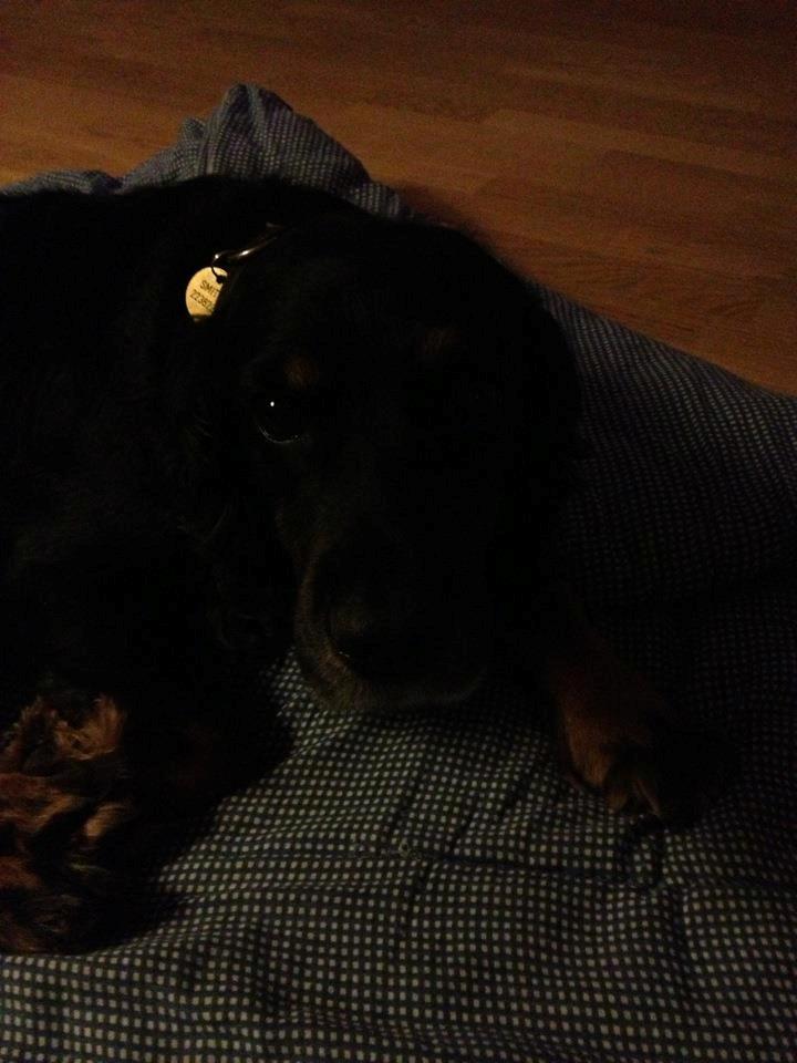 Field Trial Cockerspaniel Saxaphone Klinger billede 5