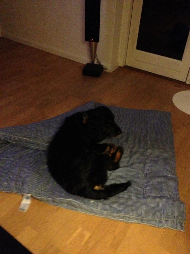 Field Trial Cockerspaniel Saxaphone Klinger billede 13